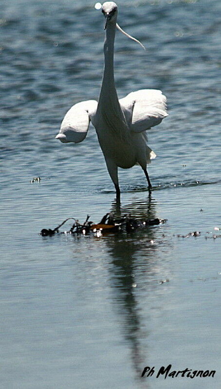 Aigrette garzette, identification