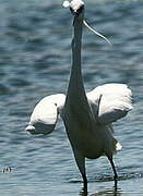 Aigrette garzette