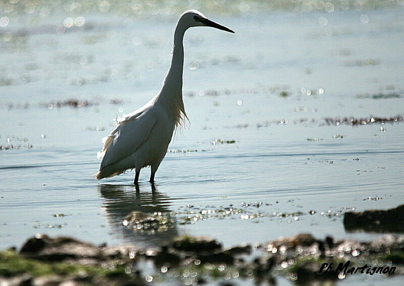 Little Egret, identification