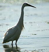 Aigrette garzette