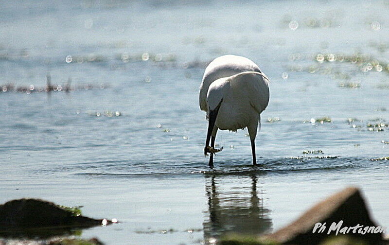 Aigrette garzette, régime