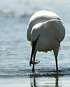 Aigrette garzette