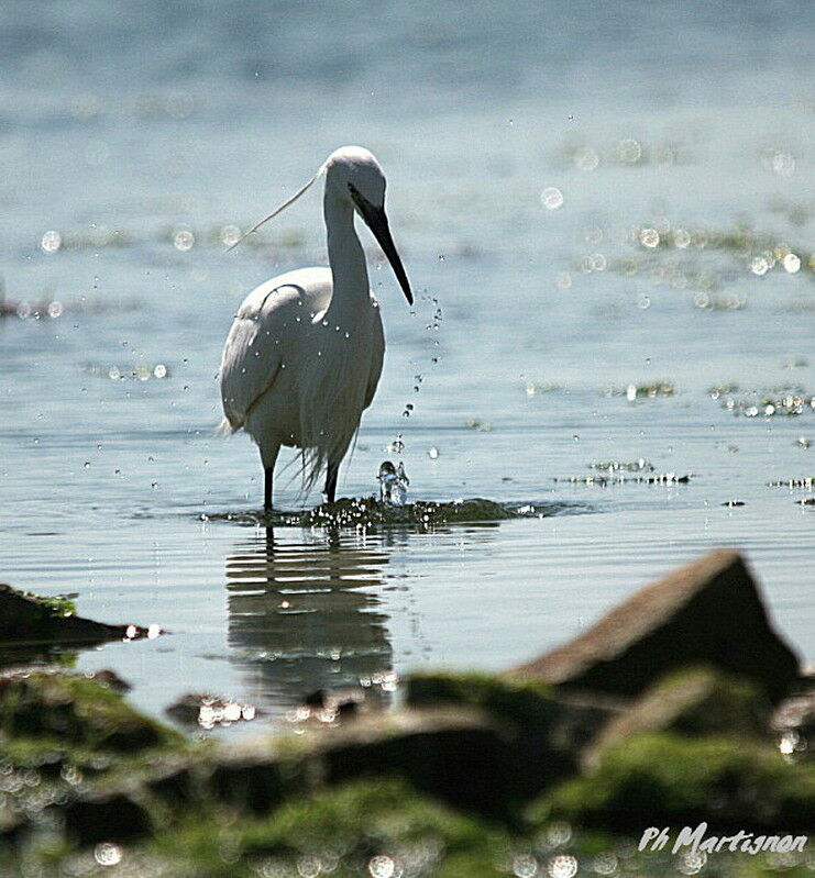 Aigrette garzette, identification