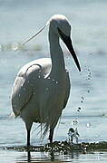 Little Egret