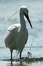 Aigrette garzette