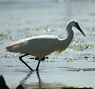 Little Egret