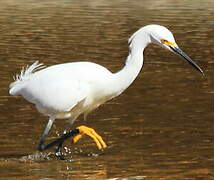 Aigrette neigeuse