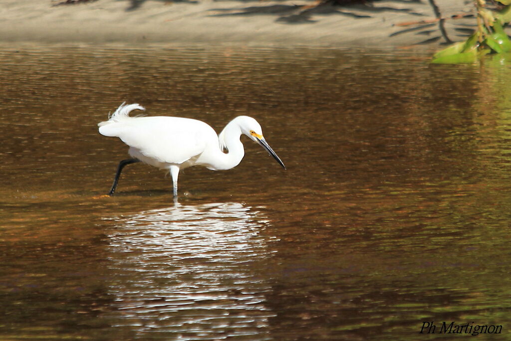 Aigrette neigeuse