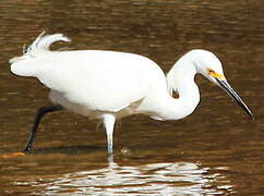 Snowy Egret