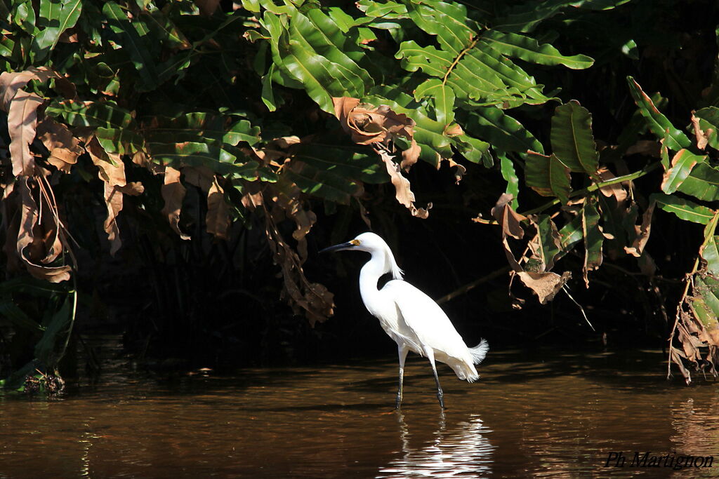 Snowy Egret