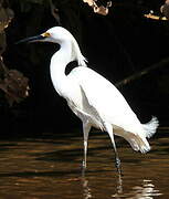 Aigrette neigeuse