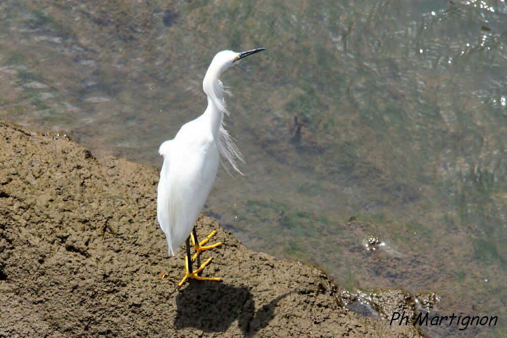 Snowy Egret, identification