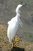 Snowy Egret