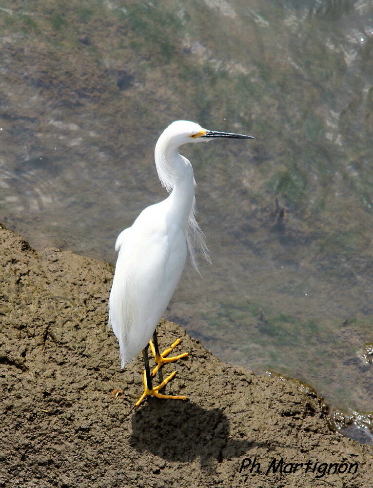 Aigrette neigeuse, identification