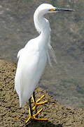 Aigrette neigeuse