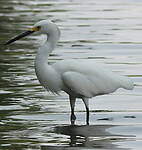 Aigrette neigeuse