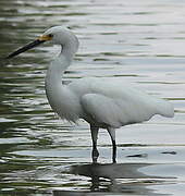 Aigrette neigeuse