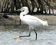 Aigrette neigeuse