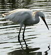 Aigrette neigeuse