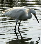 Aigrette neigeuse