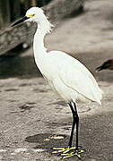 Snowy Egret