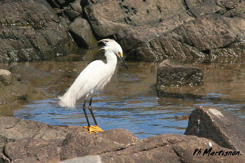 Aigrette neigeuse