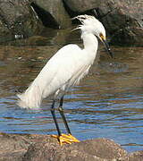 Aigrette neigeuse