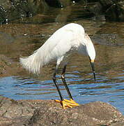 Aigrette neigeuse