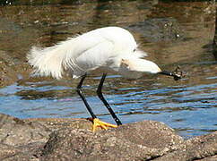 Aigrette neigeuse