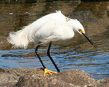 Aigrette neigeuse