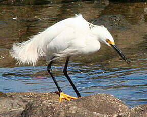 Aigrette neigeuse