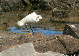 Snowy Egret