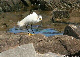 Aigrette neigeuse