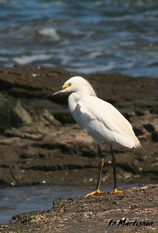 Aigrette neigeuse