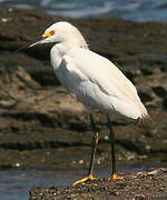 Snowy Egret