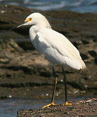 Aigrette neigeuse