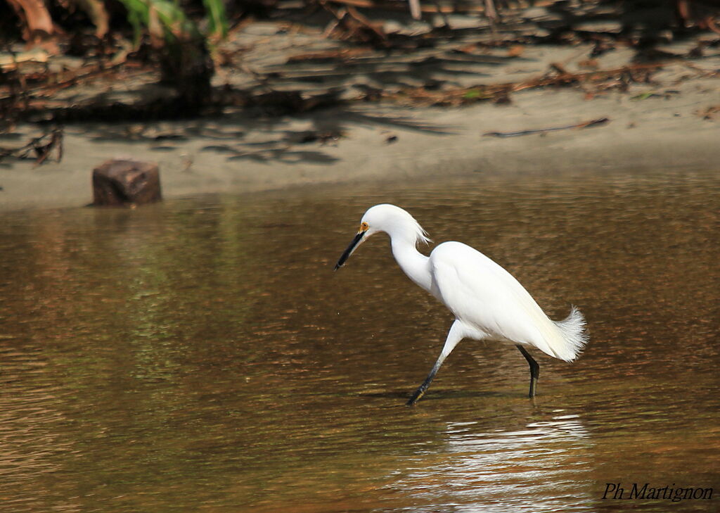 Snowy Egret