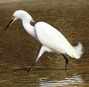 Aigrette neigeuse