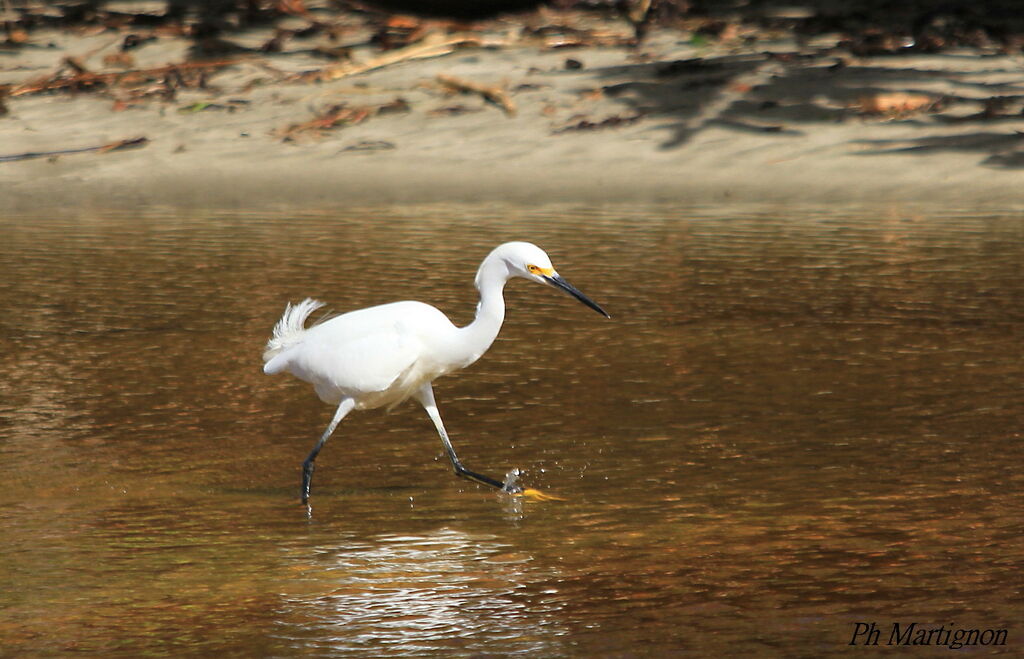 Aigrette neigeuse