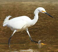 Aigrette neigeuse