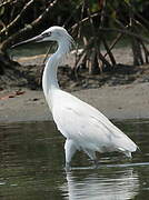 Reddish Egret