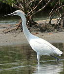 Aigrette roussâtre