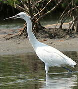 Reddish Egret