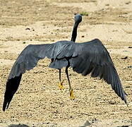 Pacific Reef Heron