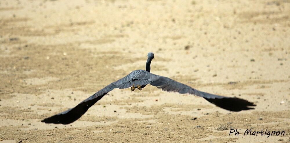 Pacific Reef Heron, Flight