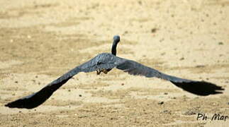 Pacific Reef Heron