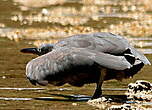 Aigrette sacrée