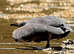 Pacific Reef Heron