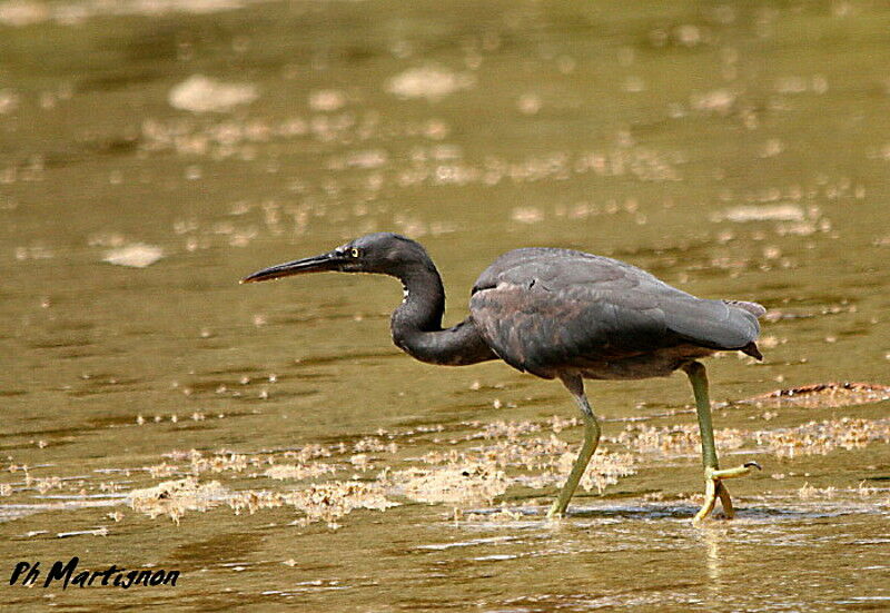 Pacific Reef Heron, identification