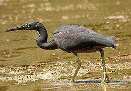 Pacific Reef Heron